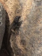 Paikallinen asukki altaalla